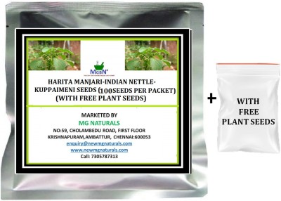 MGBN HARITA MANJARI-INDIAN NETTLE-KUPPAIMENI SEEDS 100 PER PACKET (WITH FREE PLANT SEEDS) Seed(100 per packet)