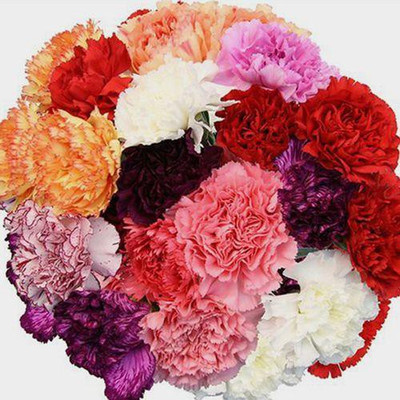 Sjeme Hybrid Carnation Flower Seed- 20 Seed(20 per packet)