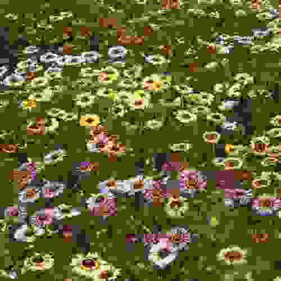 XOLDA Chrysanthamum Mix/Chamanti Seed(44 per packet)