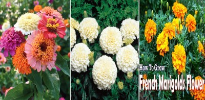 Antier Zinnia Scabiosa Mixed, White Vanilla Marigold and French Marigold Seed(150 per packet)