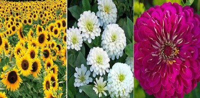 Antier Sunflower Miniature, Zinnia Gaint White and Purple Zinnia Flower Seeds Pack Of 50 Seeds x 3 Per Packet Seed(3 per packet)