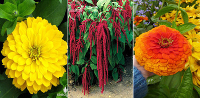 Axote Flowers Seed(3 per packet)