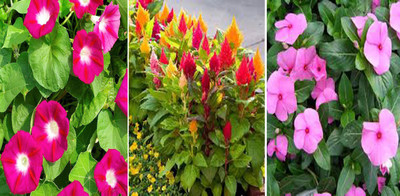 Axote Ipomea Scarlet O'Hara, Celosia and Vinca Seed(150 per packet)