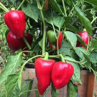 Antier SKY CHILLI PEPPER Seed(450 per packet)