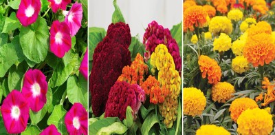 Antier Ipomea Scarlet O'Hara, Cockscomb and Marigold African Mixed Seed(75 per packet)