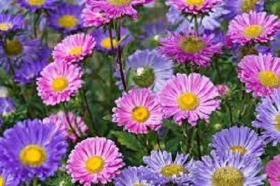 Sjeme Hybrid Aster Flower Seed- 50 Seed(50 per packet)