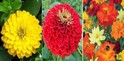 Jevik Flowers Seed(3 per packet)