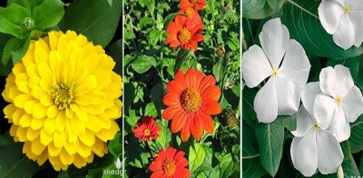 Antier Zinnia Gaint Yellow, Tithonia and White Vinca Flower Seeds Pack Of 50 Seeds x 3 Per Packet Seed(3 per packet)