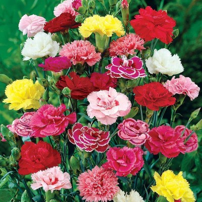 Sjeme Pure Carnation Flower Seed- 100 Seed(100 per packet)