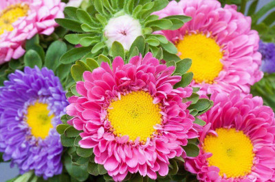 Sjeme Aster Flower Seed- 100 Seed(100 per packet)