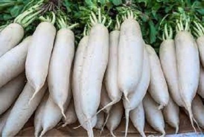 LYRS RADISH Seed(250 per packet)