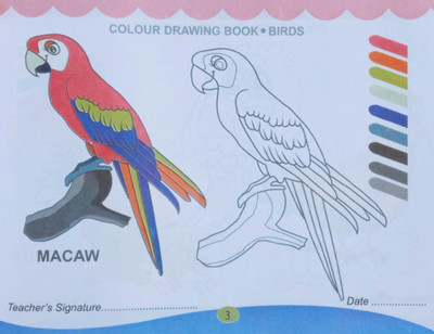 Macaw Bird Colouring Drawing Book For Nursery Kid's(Paperback, Editorial Team)