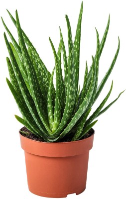 CosaCentrum Aloe Vera Plant(Hybrid, Pack of 1)