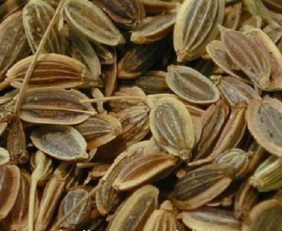 TAMRANSH SUWA SEEDS /DILL SEEDS Seed(50 per packet)