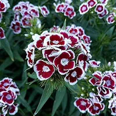 clause sweet william flower seeds Seed(40 per packet)