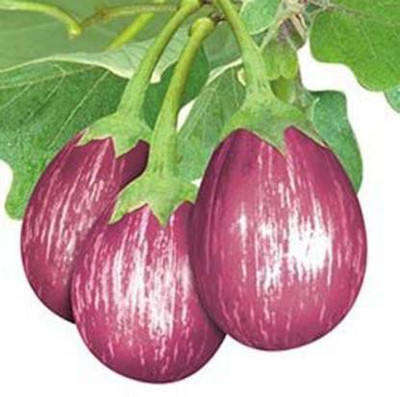 Axote BRINJAL MK - 24 Seed(25 per packet)