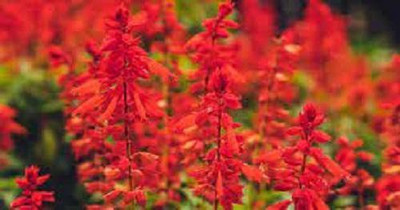 Sjeme Hybrid Salvia Red Flower Seed Seed(100 per packet)