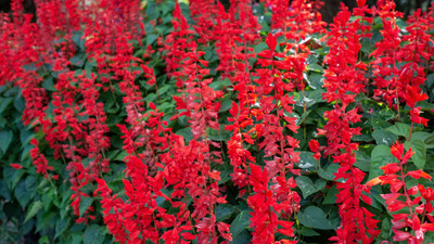 Sjeme Salvia Red Flower Seed Seed(20 per packet)