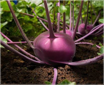 Axote Knol Khol Purple Seed(50 per packet)