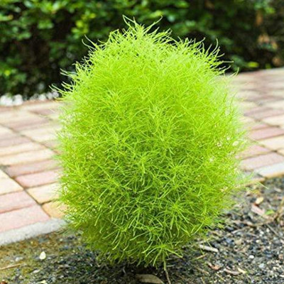 clause kochi grass seeds Seed(50 per packet)