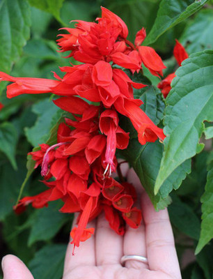 Sjeme Salvia Red Original Flower Seed Seed(400 per packet)