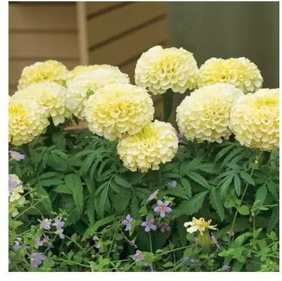 gorgeous moment marigold Seed(20 per packet)