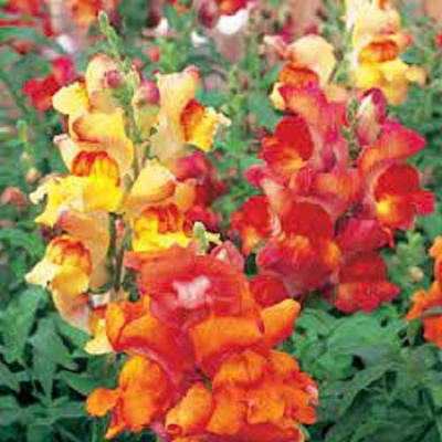 Sjeme Mix Antirrhinum Seeds Seed(150 per packet)