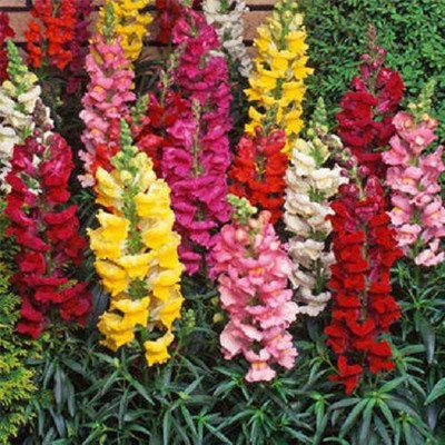 Sjeme Antirrhinum Seeds Seed(15 per packet)