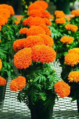 ginnienterpris Marigold Orange Seed(170 per packet)