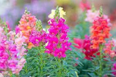 Sjeme Pure Antirrhinum Seeds Seed(70 per packet)