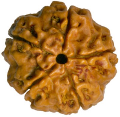 Five Mukhi Rudraksha Decorative Showpiece  -  2 cm(Wood, Brown)