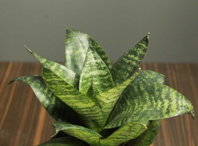 GRAH PRAVESH Snake Plant(Hybrid, Pack of 1)