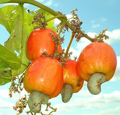Aywal HYBRID FRESH RED APPLE Seed(20 per packet)