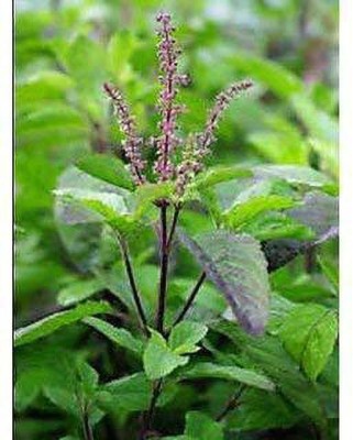 Entacloo Tulsi Plant(Hybrid, Pack of 1)