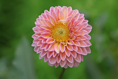 Sjeme Mix Dahlia Flower Seed- 60 Seed(60 per packet)
