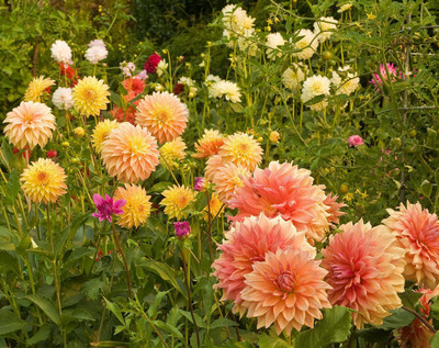 Sjeme Double Mix Dahlia Flower Seed- 30 Seed(30 per packet)