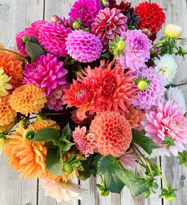 Sjeme Dahlia Double Mix For Gardening Flower Seed- 20 Seed(20 per packet)