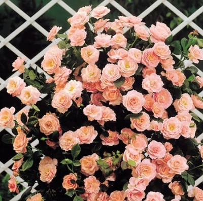 Grinian Rose Plant(Hybrid, Pack of 1)