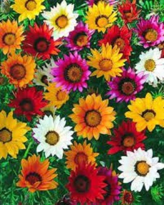 Sjeme Mixed Gazania Flower Seed- 100 Seed(100 per packet)