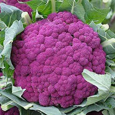 Axote Cauliflower Seed(25 per packet)