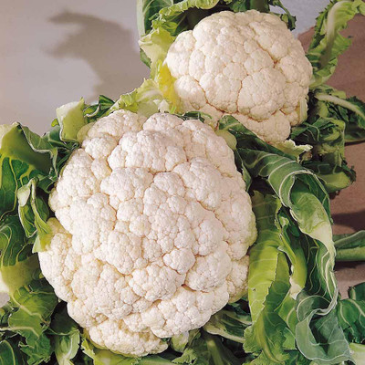 LYRS Non Hybrid Desi White Gobi Seed- 10 Seed(10 per packet)
