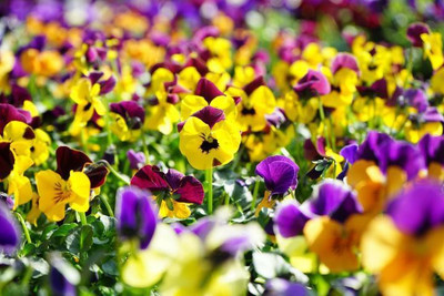 Sjeme Mixed Pansy Flower Seed- 100 Seed(100 per packet)