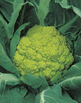 Axote Cauliflower verde DI macerate Seed(25 per packet)