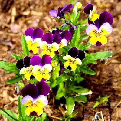 Sjeme Organic Pansy Flower Seed- 150 Seed(150 per packet)