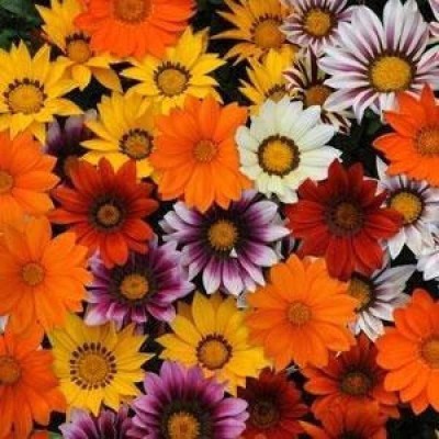 Sjeme Desi Gazania Flower Seed- 35 Seed(35 per packet)