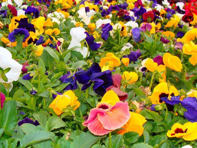 Sjeme Pansy Flower Seed- 70 Seed(70 per packet)