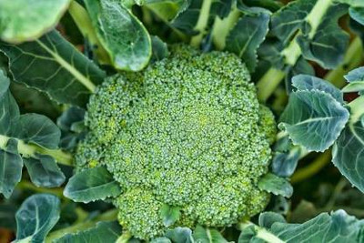 Axote Broccoli Seed(50 per packet)