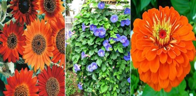 Jevik Sunflower Earthwalker (Hybrid), Morning Glory and Zinnia Gaint Orange Seed(150 per packet)