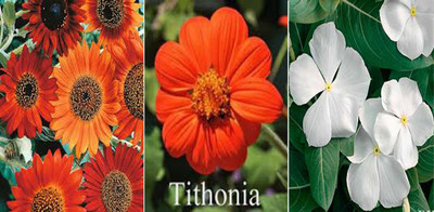 Axote Sunflower Earthwalker (Hybrid), Tithonia and White Vinca Seed(75 per packet)