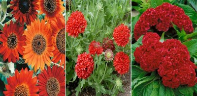 Antier Sunflower Earthwalker, Gaillardia Double Red and Cockscomb Tall Red Seed(150 per packet)